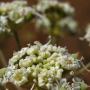 Kellogg’s Yampah (Perideridia kelloggii): This native perennial is a host to the Anise Swallowtail Butterfly.